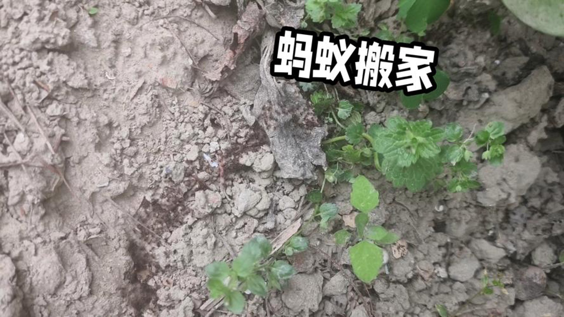 蚂蚁搬家